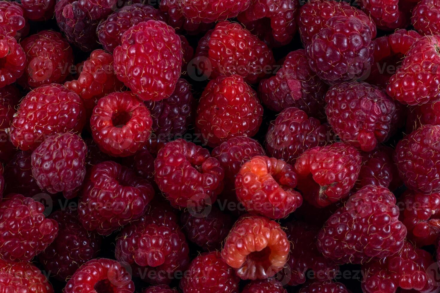 fruit banner from the harvest of ripe organic raspberries background photo