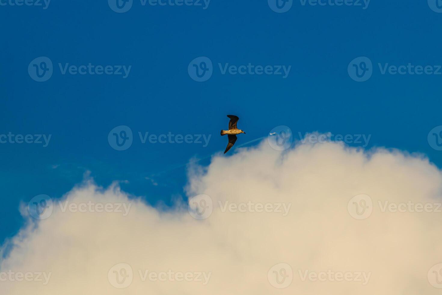 Fregat bird birds flock are flying around with blue sky clouds background. photo