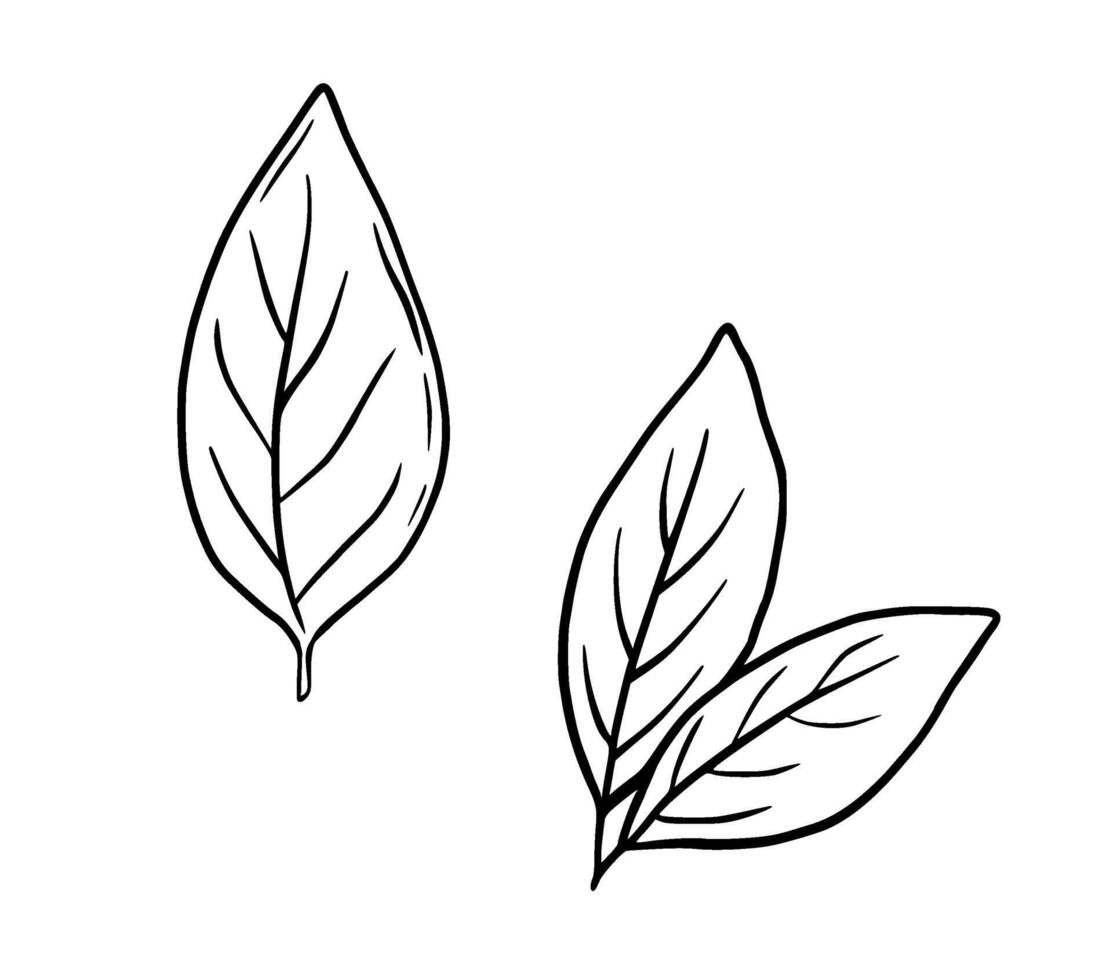 Bay leaves hand drawn sketch. Abstract minimal botanical monochrome illustration isolated on white. vector
