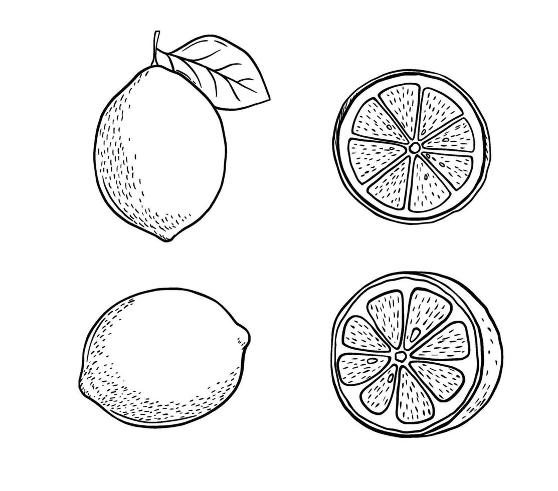 Hand drawn etching slice lemon set. Fruit cut in sketch style, whole fresh citrus. black and white drawing isolated vector