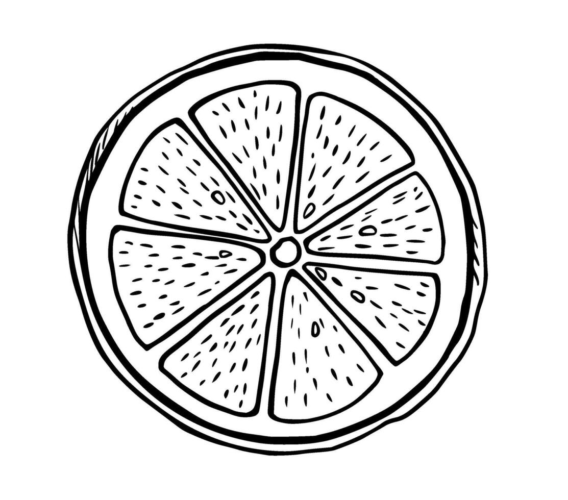 Hand drawn etching slice lemon. Fruit cut in sketch style, whole fresh citrus. black and white drawing isolated vector