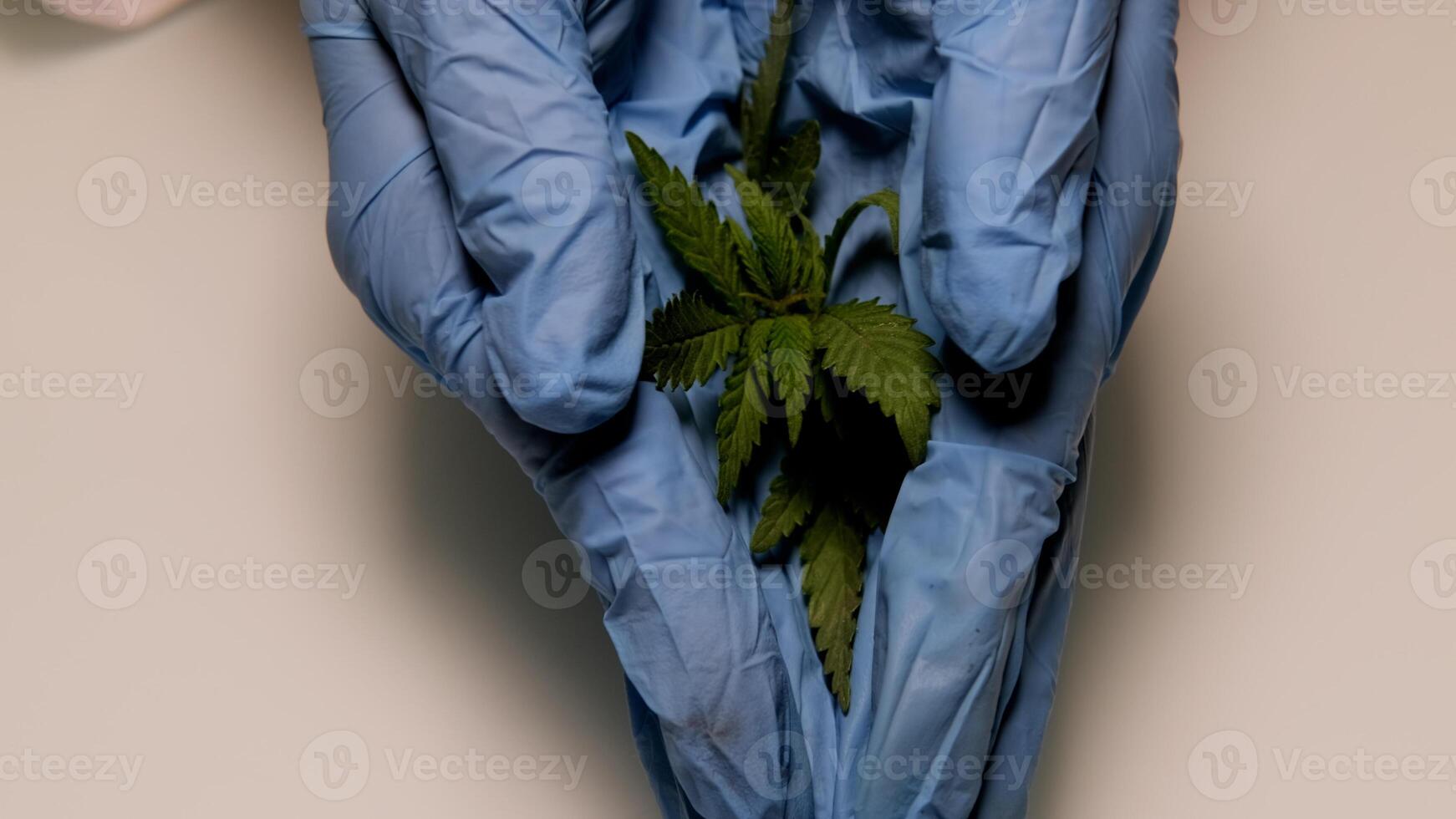close up scientist hand gloves hemp plant . Concept herbal alternative medicine, cbd, pharmaceptical industry photo