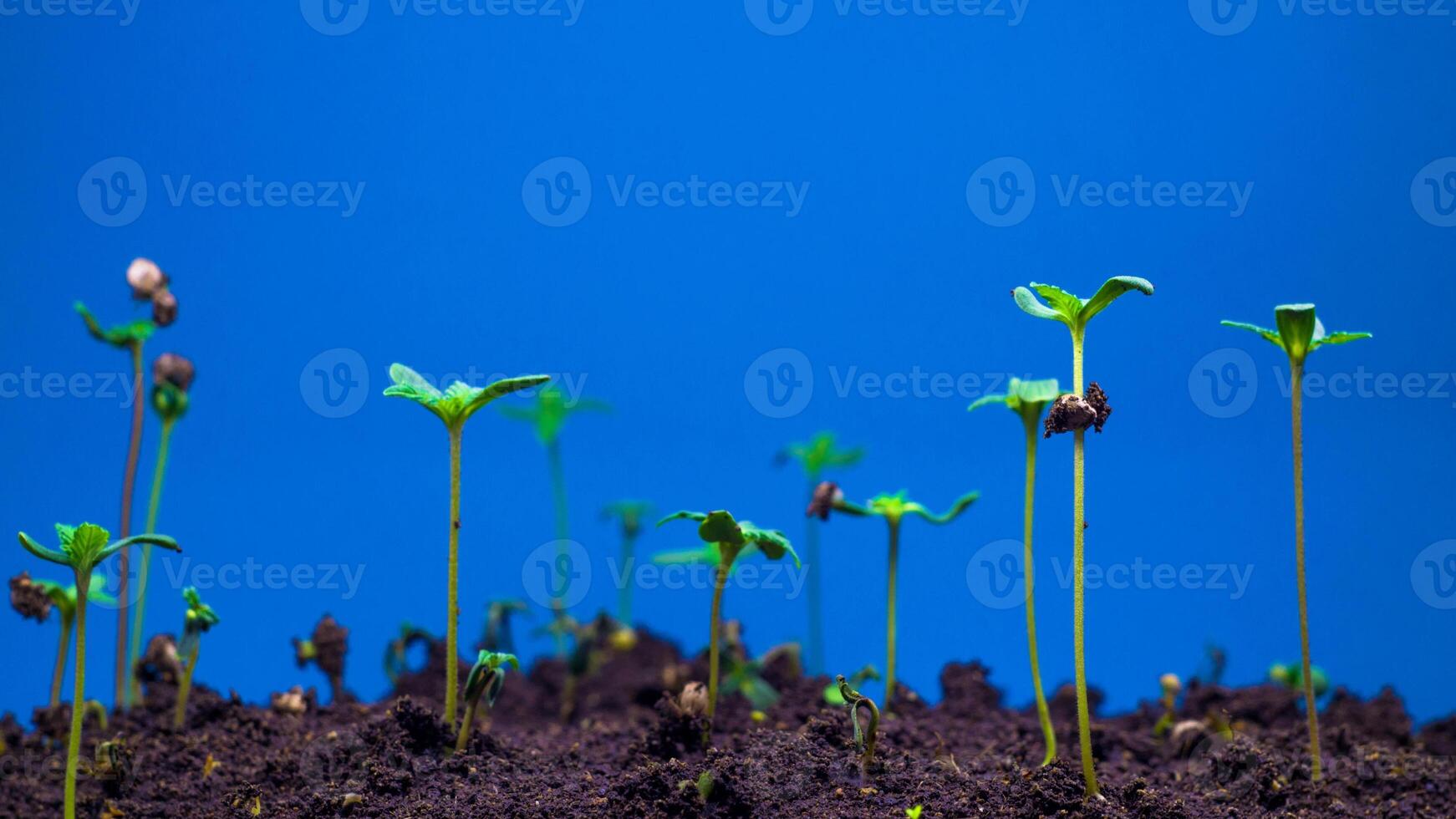 Environment pollution concept. Seedling growth green nature circular conservation environmental . Business sustainable development goals .Organization environmental protection renewable energy, ESG photo