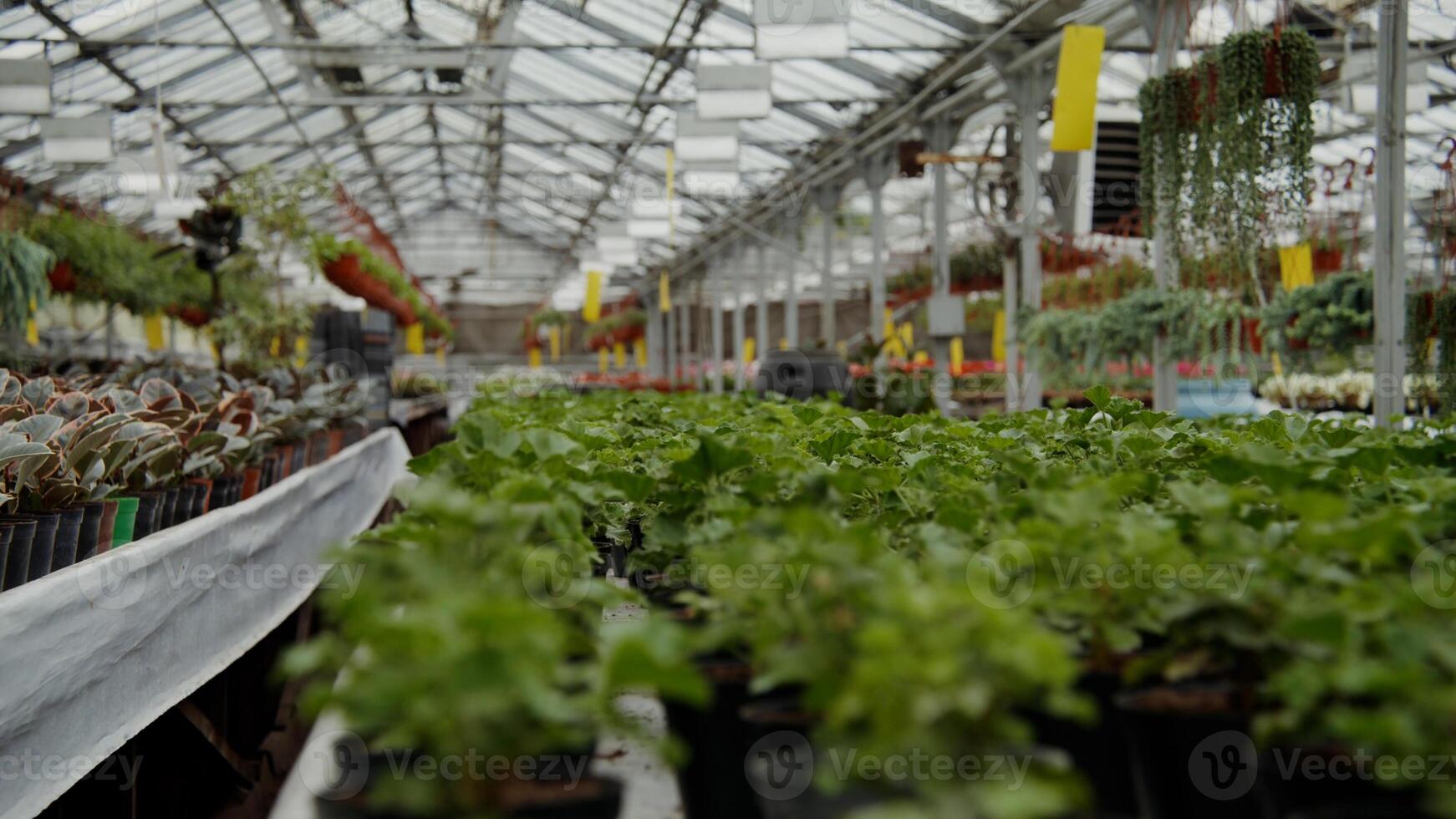 Cyclamen cultivation cultured seedlings, Plants, Greenhouse, Growing photo