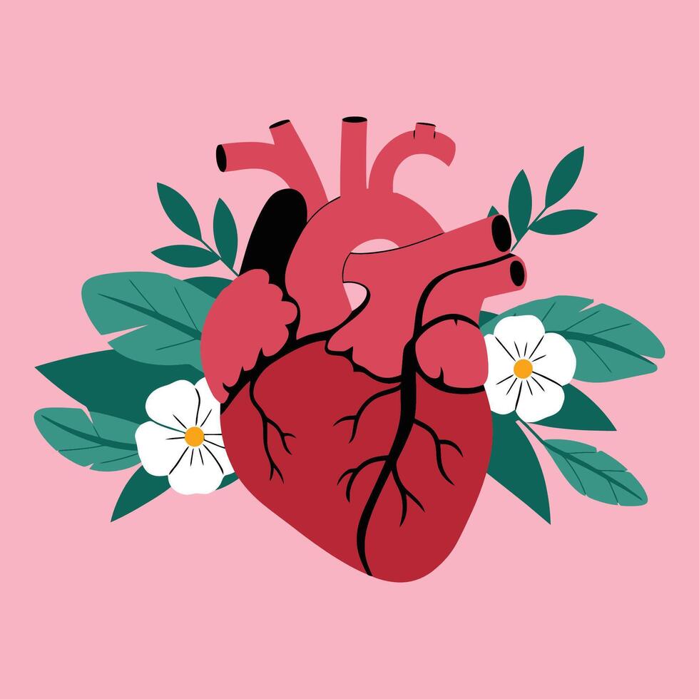 Anatomical human heart embraced by foliage and blooms illustration vector