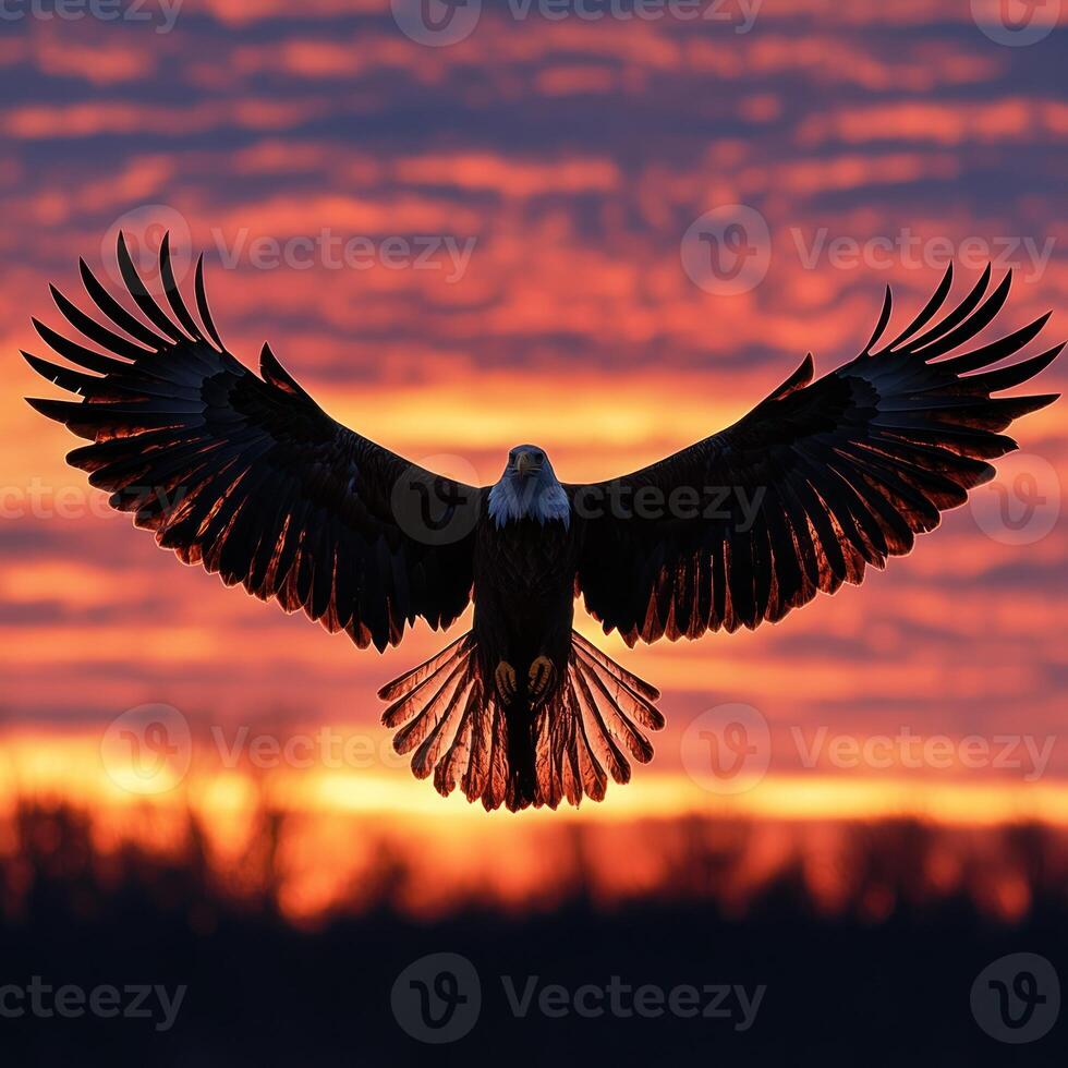 Bald Eagle Silhouette Against Sunset Sky photo