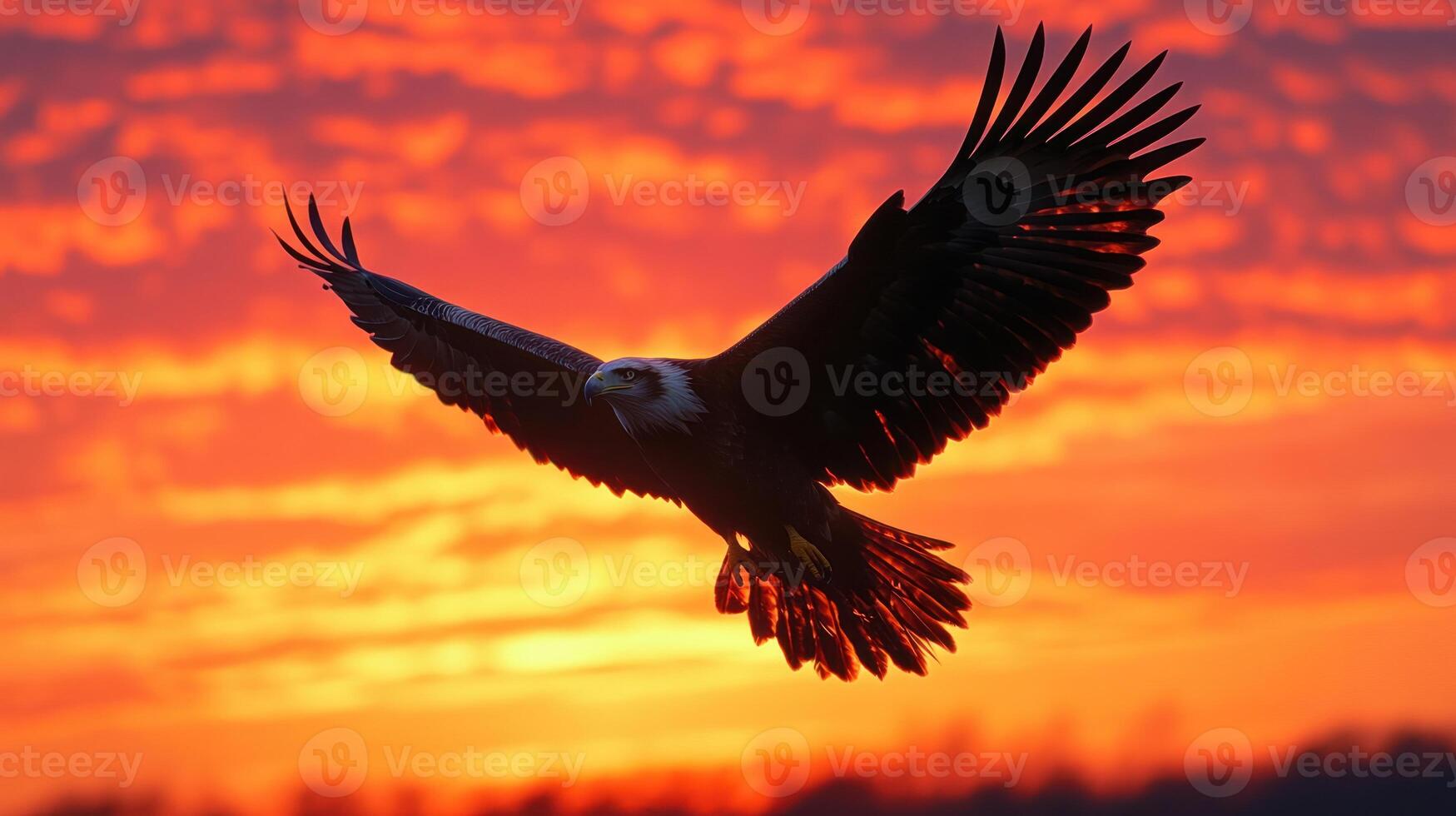 Bald Eagle Silhouette Against a Vibrant Sunset Sky photo