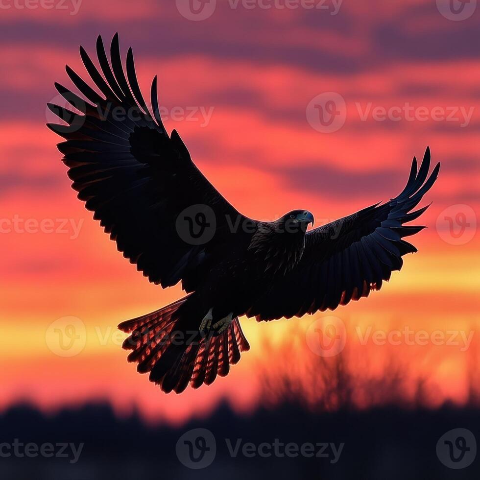Silhouette of a Hawk in Flight Against a Sunset Sky photo