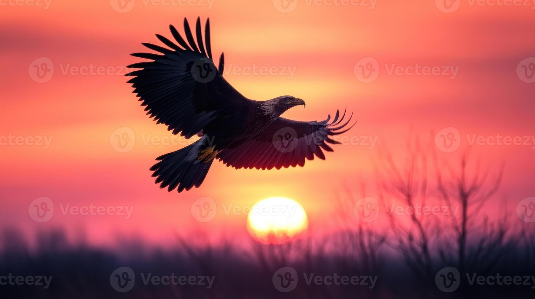 Eagle Soaring Silhouetted Against a Vibrant Sunset photo