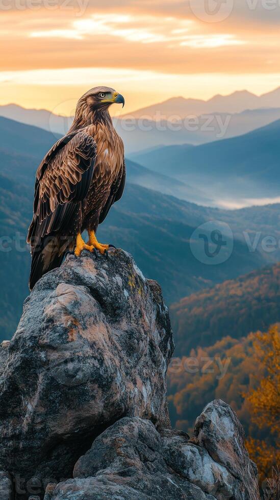 Golden Eagle Perched on a Rocky Clifftop at Sunset photo