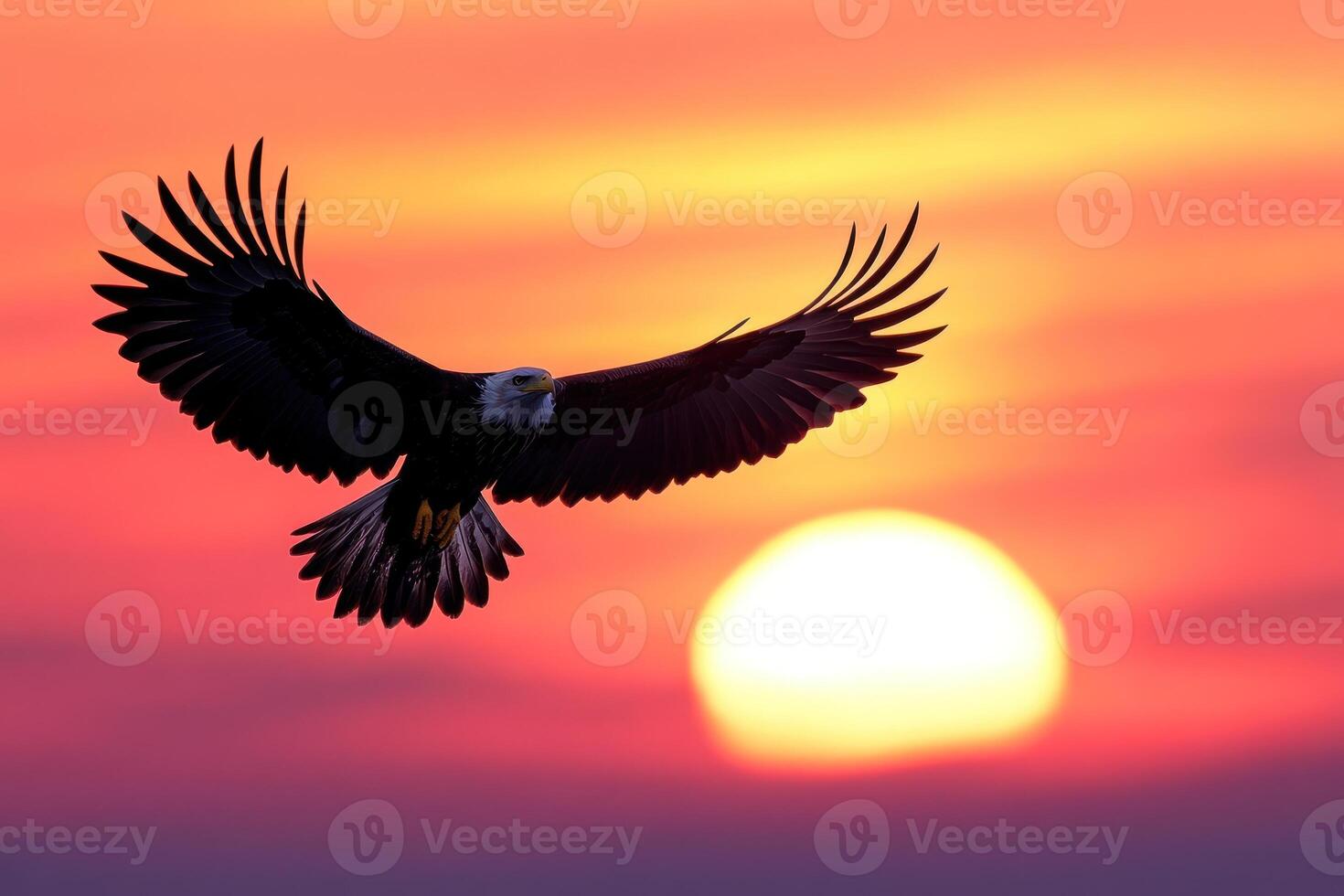 Bald Eagle Soaring Against Sunset Sky photo