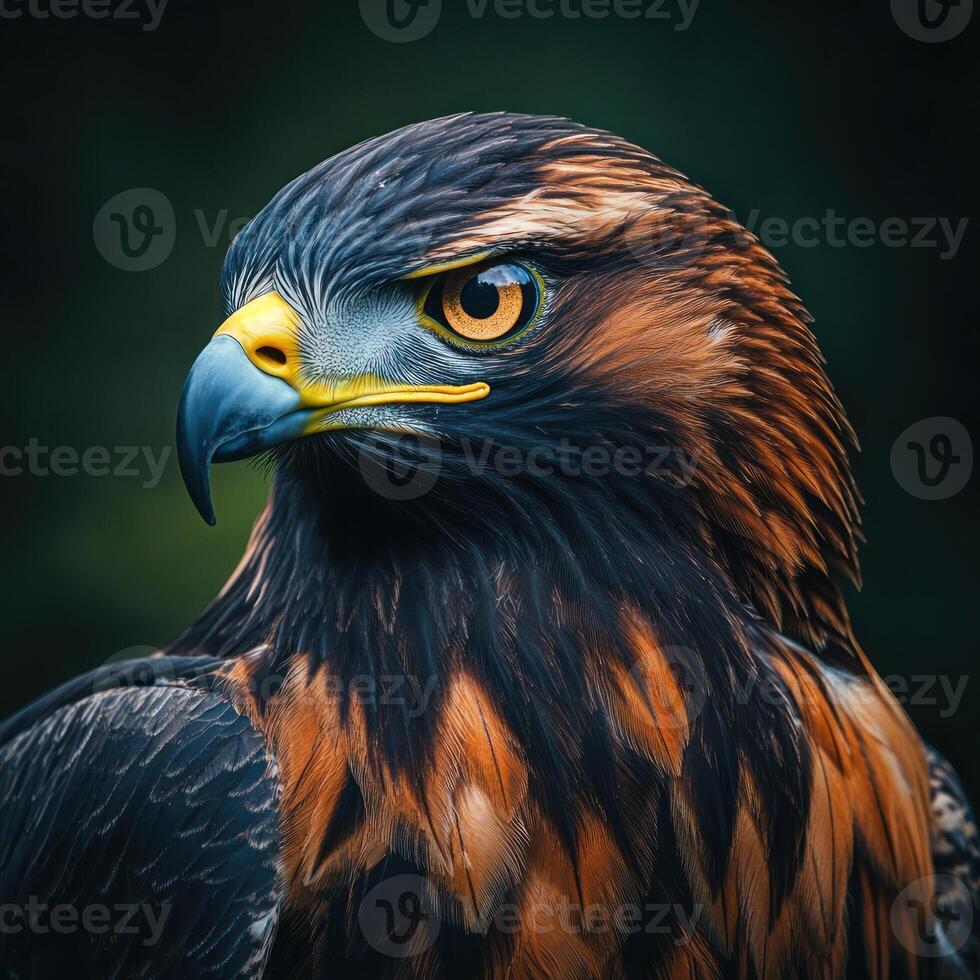 Close-up Portrait of a Golden Eagle with a Focused Gaze photo