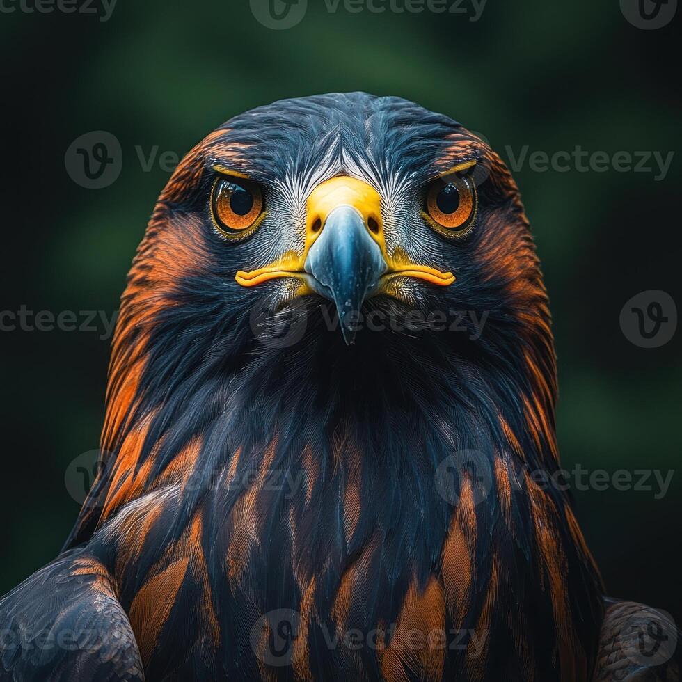 Close-up Portrait of a Golden Eagle with Intense Gaze photo