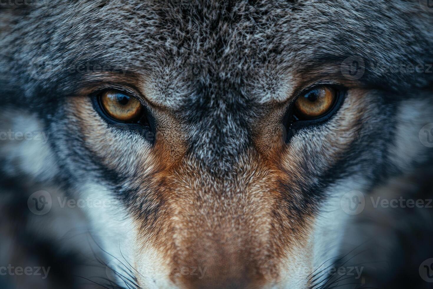 Close-up of a Wolf's Face with Intense Amber Eyes photo
