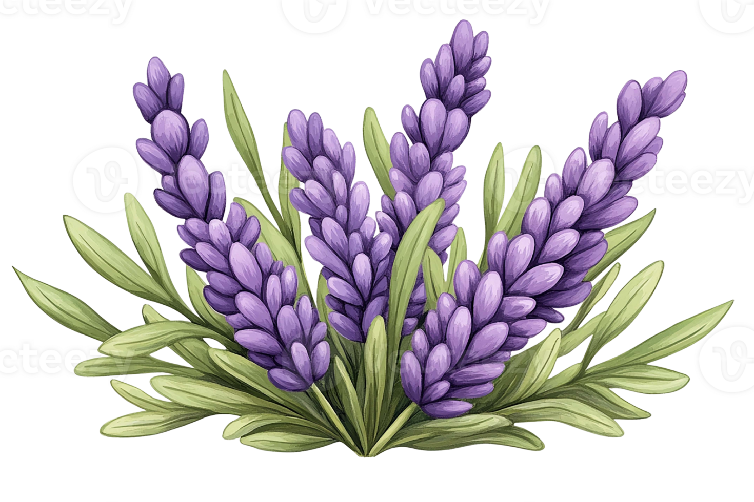 Colorful lavender flower arrangement with green leaves isolated on transparent background. png