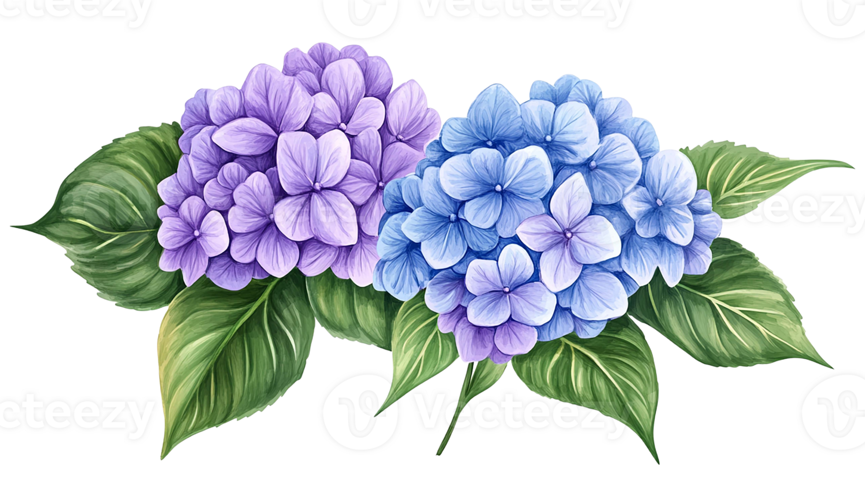 Beautiful hydrangea flowers in purple and blue hues isolated on transparent background. png