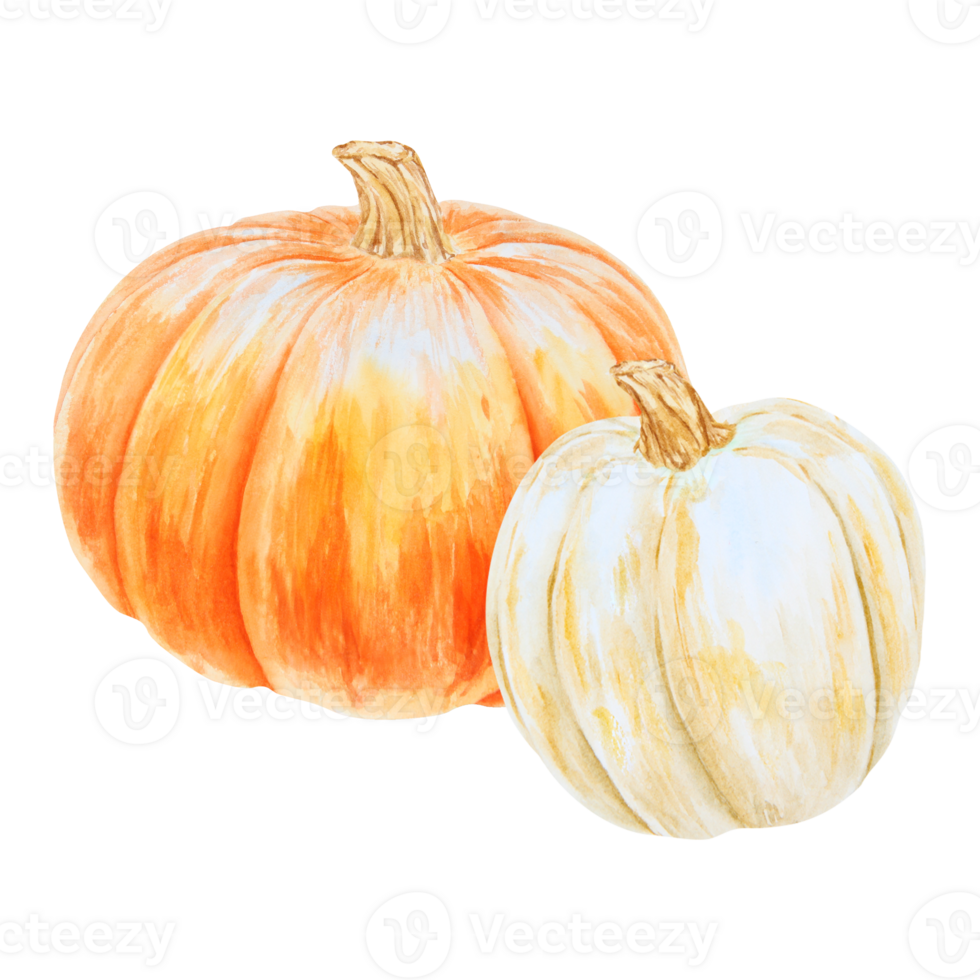 Orange and white pumpkins. Realistic botanical painting. Rustic style. Hand drawn watercolor isolated illustration with fall vegetables for poster, Halloween prints, cards. Botanical colorful clipart. png