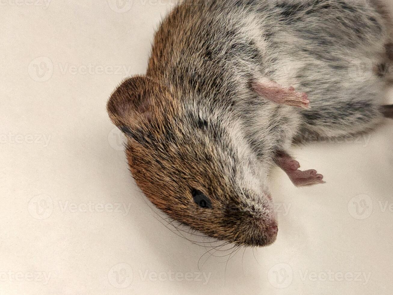 Dead mouse. Small gnawing pest. Dead rodent photo