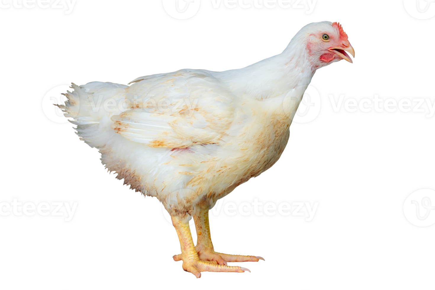 White chicken standing in smart poultry farming business, chicken is economic animals in closed system farm, Livestock, isolated on transparent background. File png