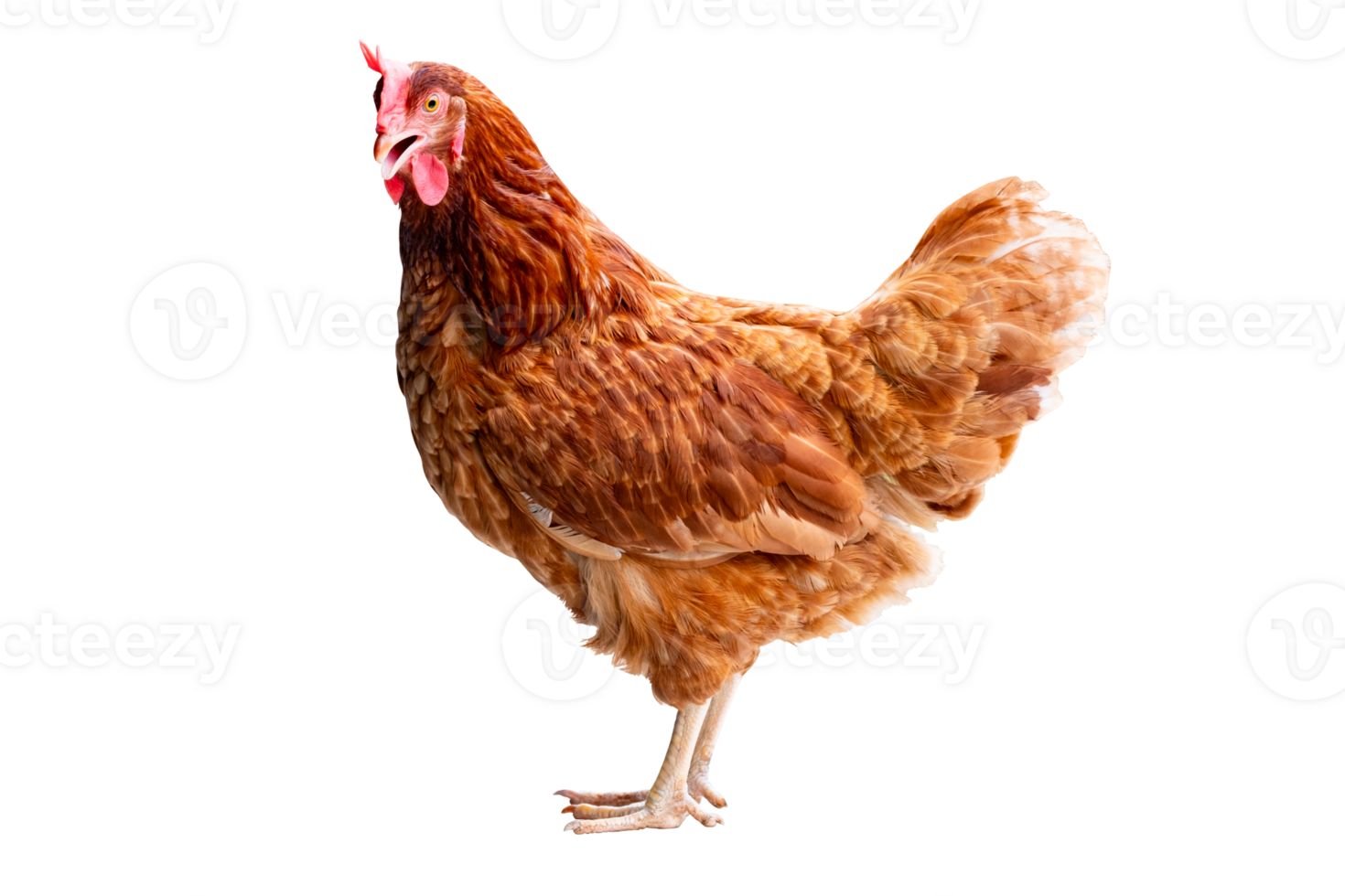 Chicken, Full body of brown chicken hen standing isolated transparent background, Laying hens farmers concept, File png