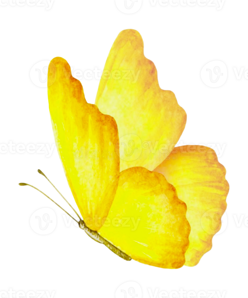 yellow butterfly on transparent background png