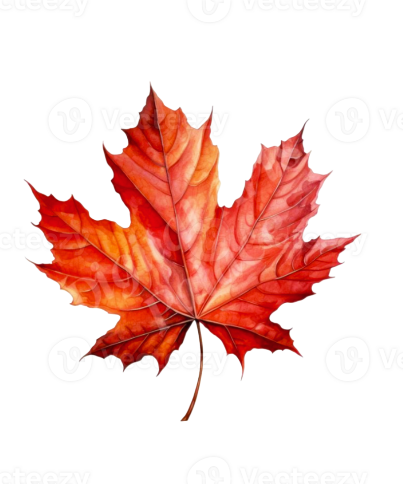 maple leaf watercolor illustration png