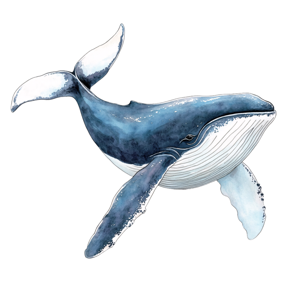 A blue whale is shown in watercolor png