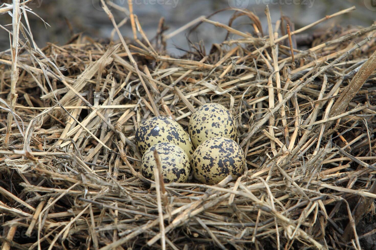 A nest filled with four footprints bird eggs in the branches of a Nest from the straw, Thailand photo