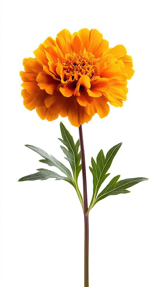 Marigold isolated on white background photo