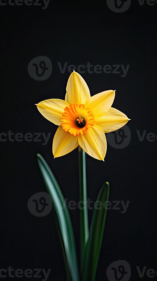 Daffodil isolated on black background photo