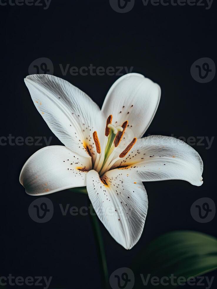 Lily isolated on black background photo