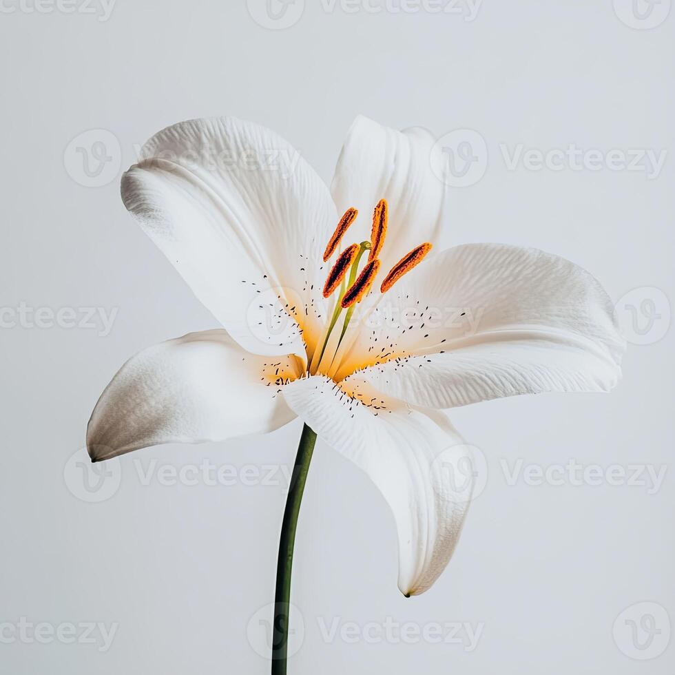Orchid isolated on white background photo