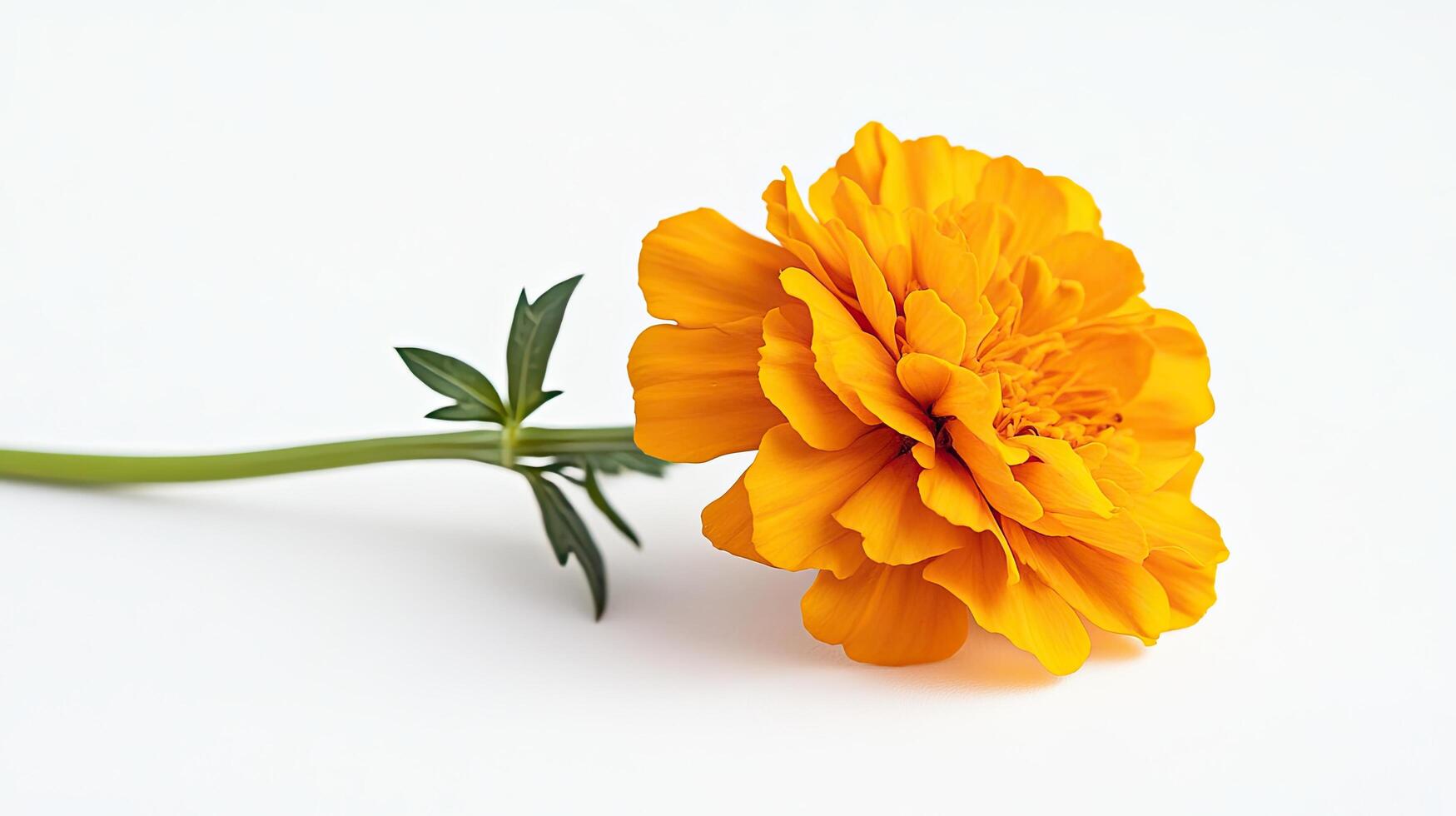 Marigold isolated on white background photo