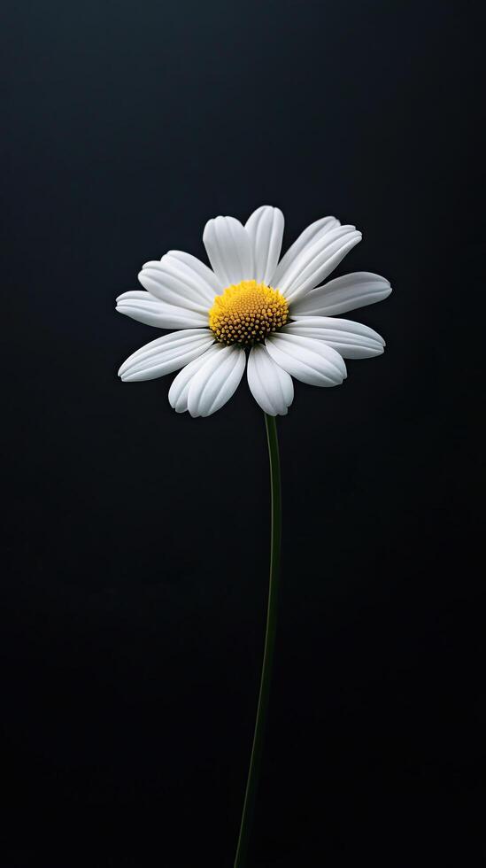 Daisy isolated on black background photo