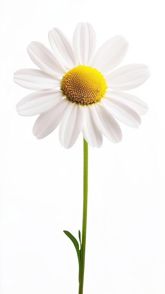 Daisy isolated on white background photo