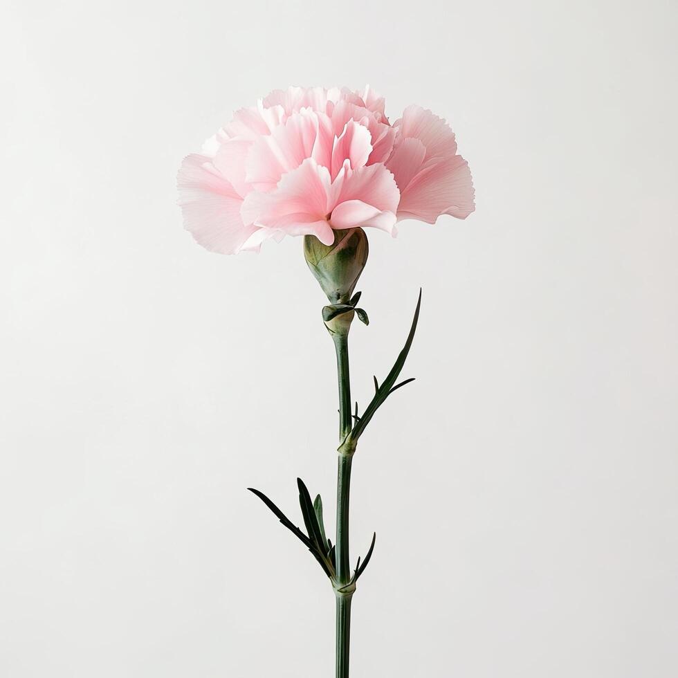 Carnation isolated on white background photo