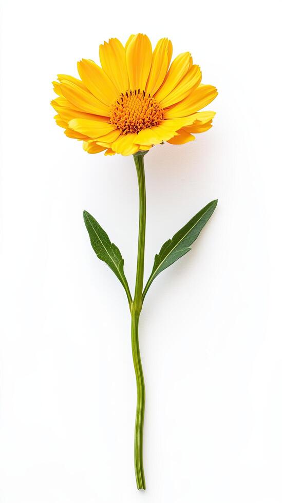Marigold isolated on white background photo