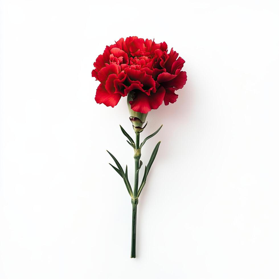 Carnation isolated on white background photo