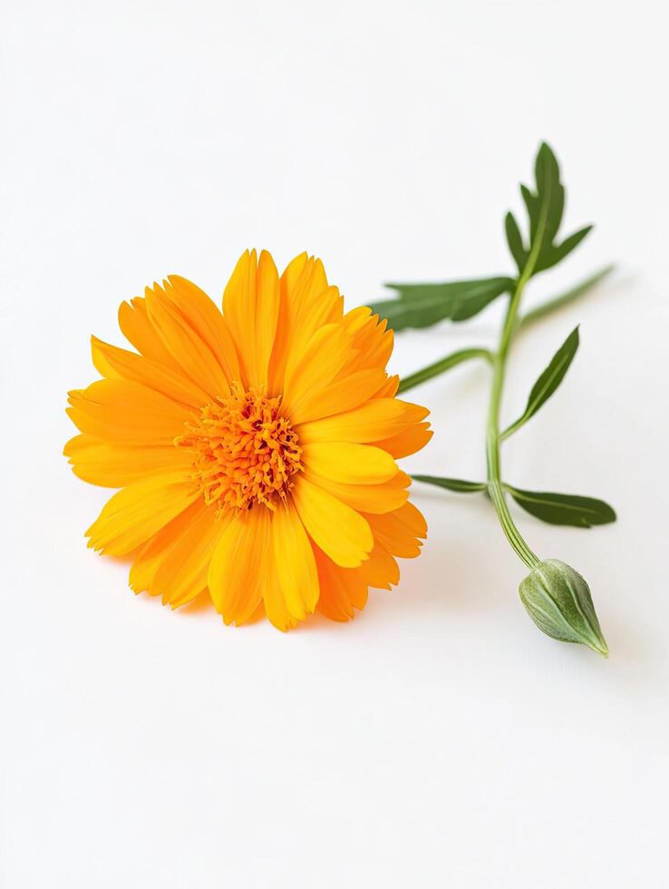 Marigold isolated on white background photo