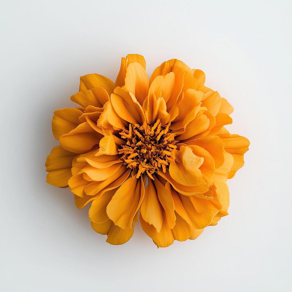 Marigold isolated on white background photo