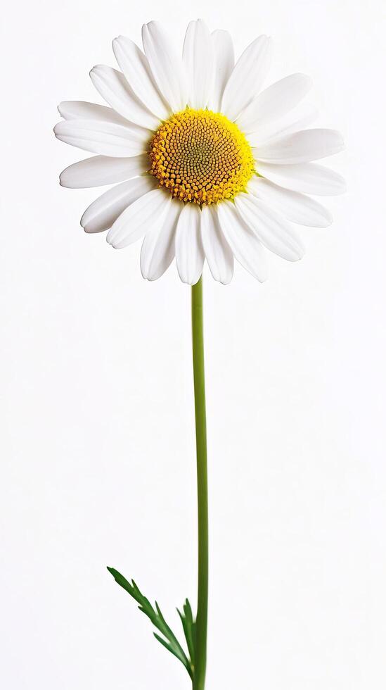 Daisy isolated on white background photo