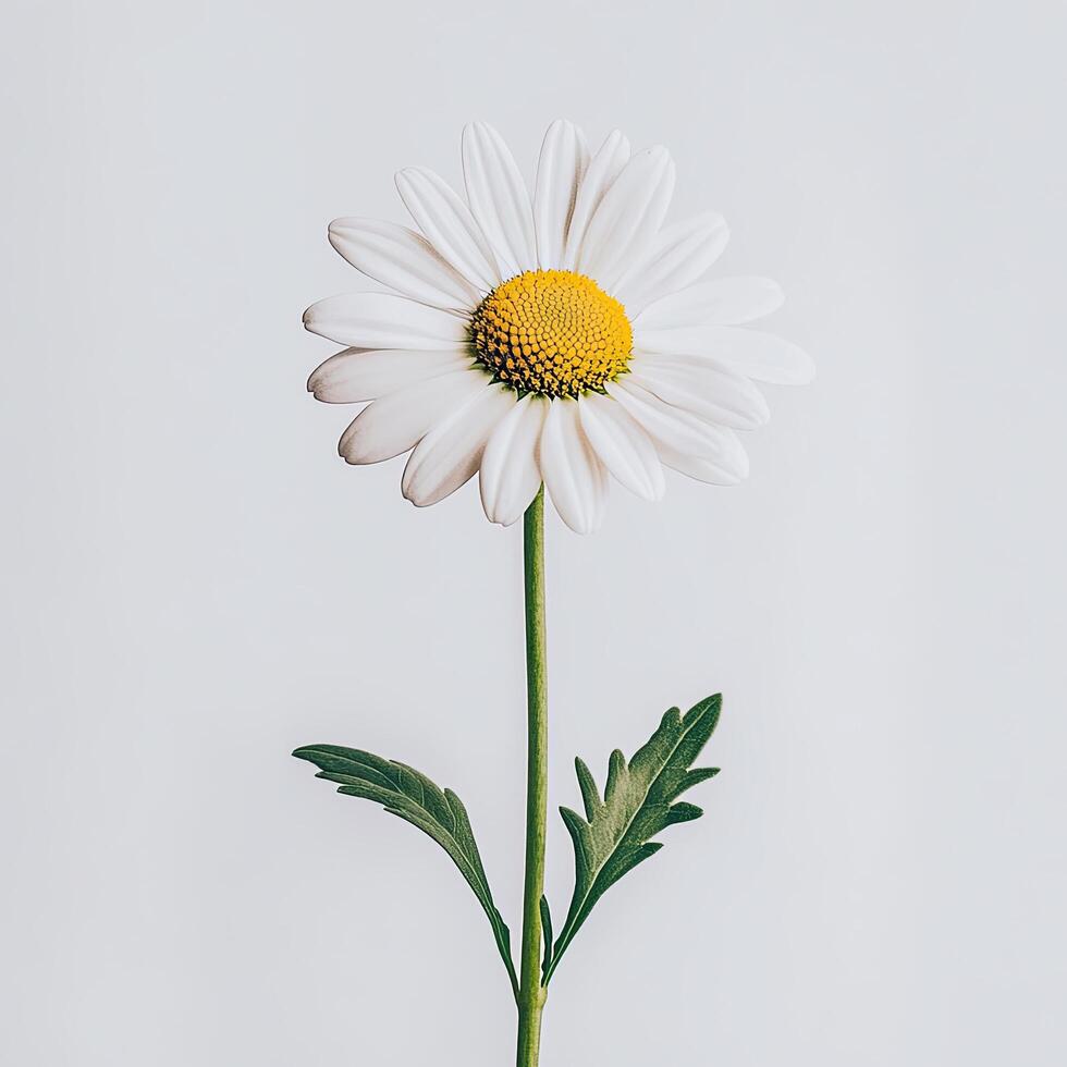 Daisy isolated on white background photo