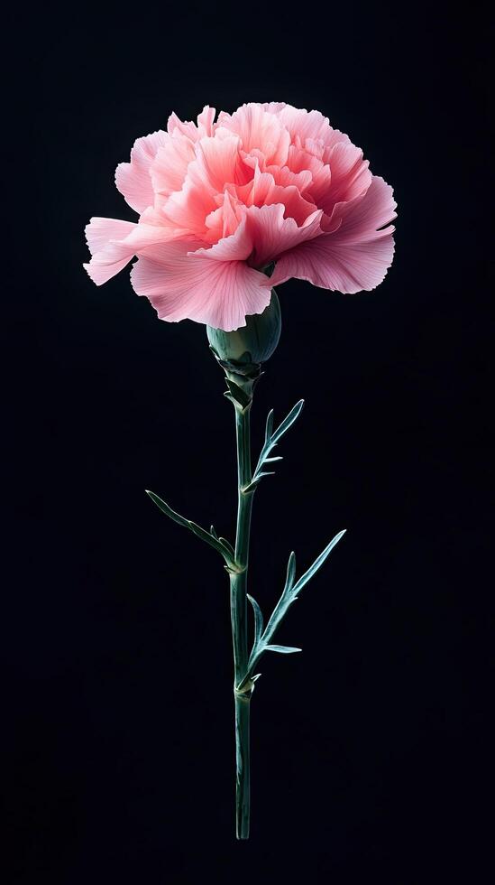 Carnation isolated on black background photo