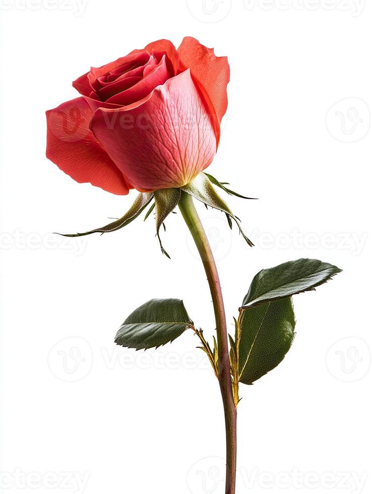 Rose isolated on white background photo