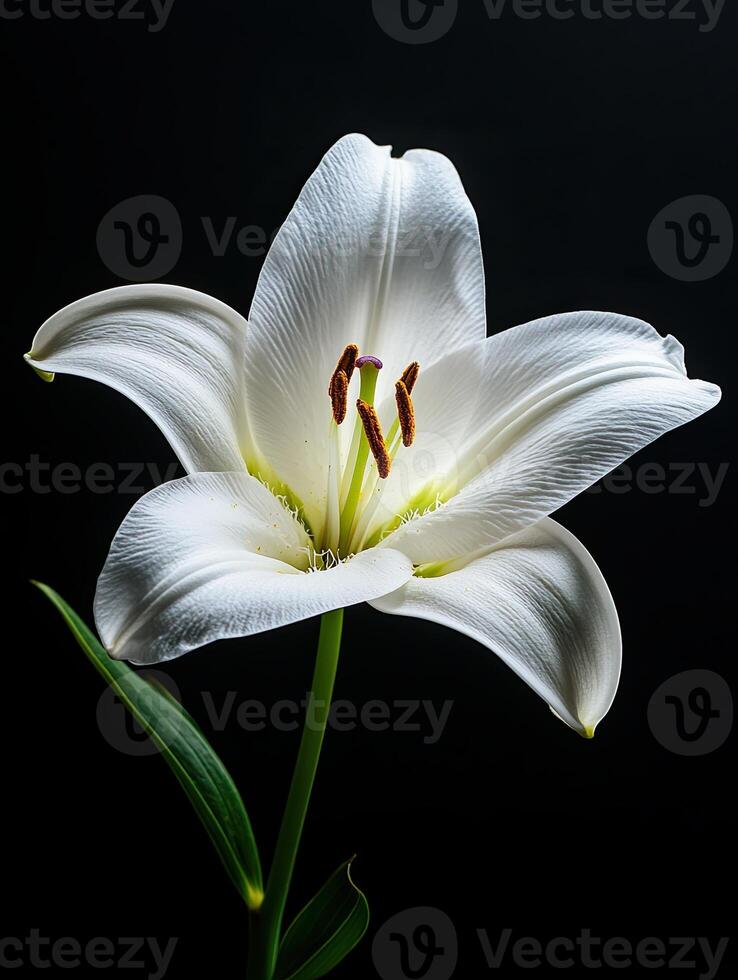 Lily isolated on black background photo