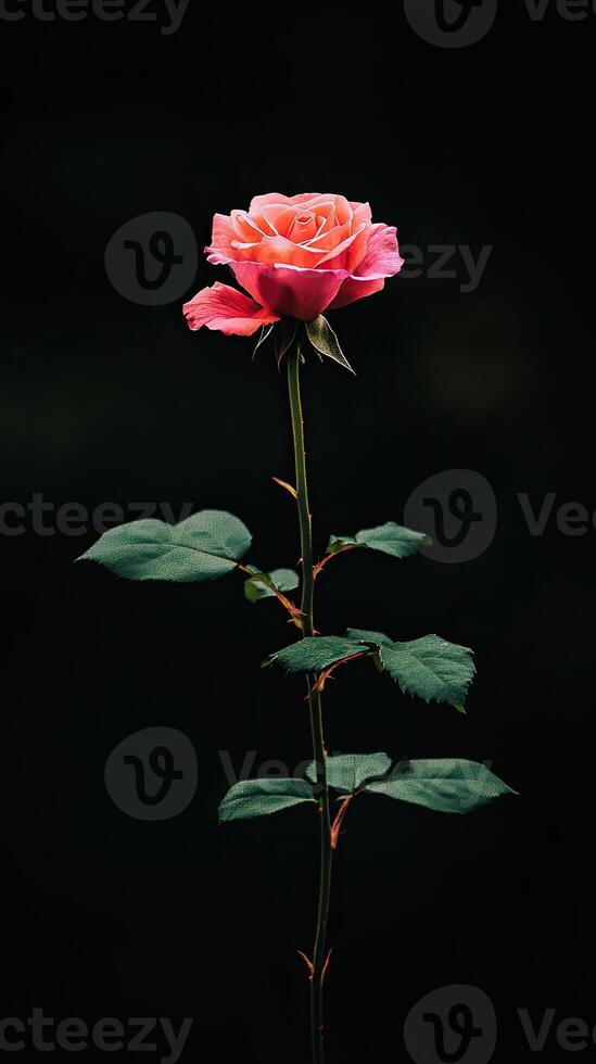 Rose isolated on black background photo