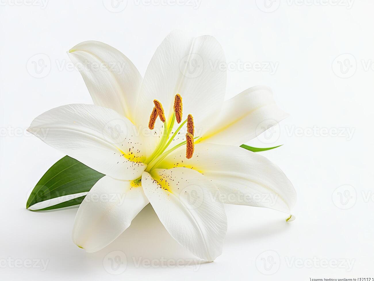 Orchid isolated on white background photo