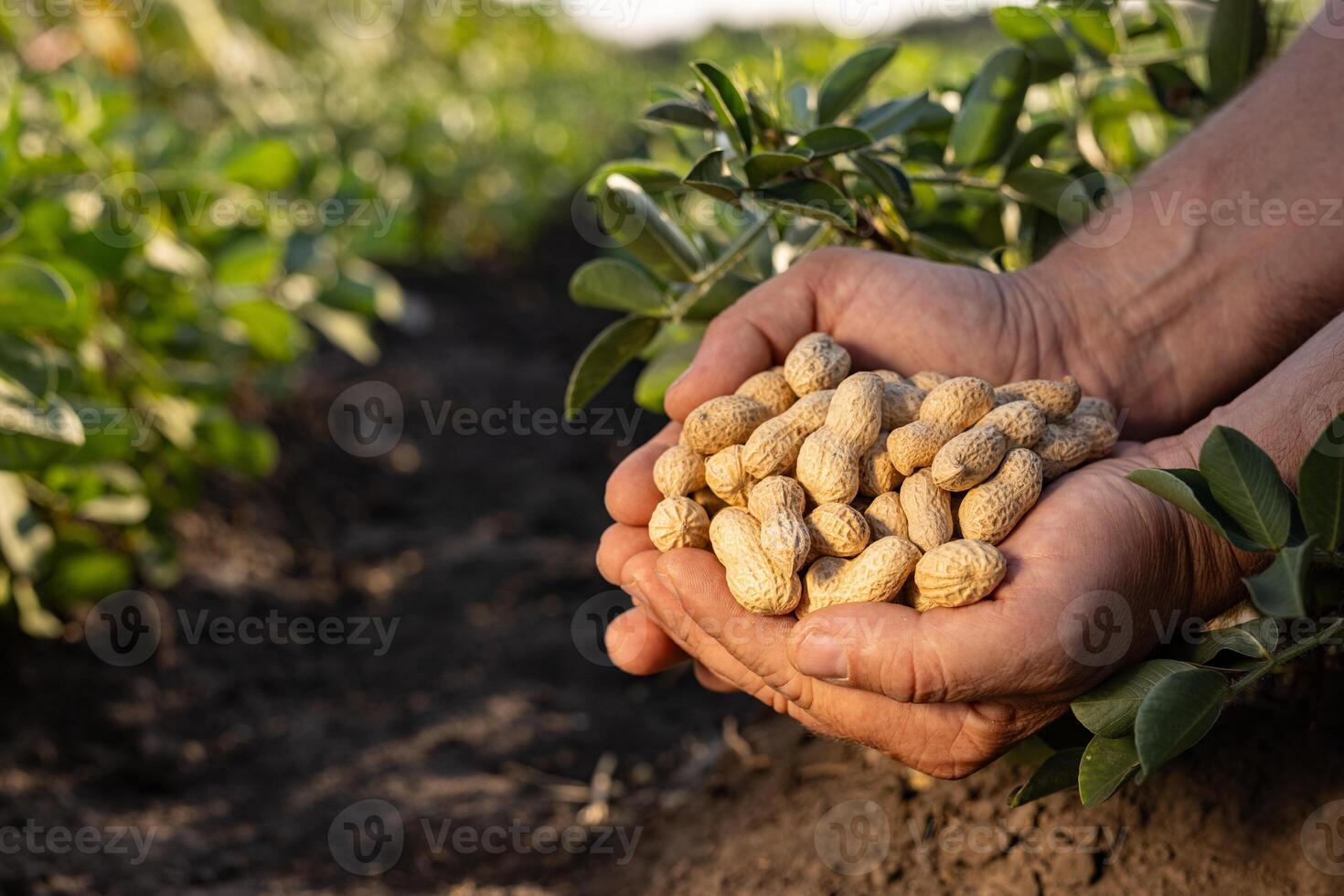 farmer's hand holding peanuts harvested in a bright green field, peanut harvest photo
