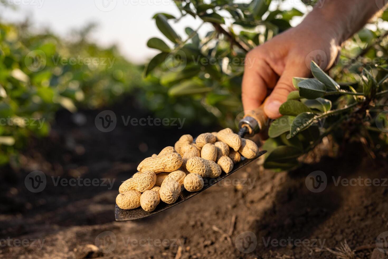 farmer's hand holding peanuts harvested in a bright green field, peanut harvest photo