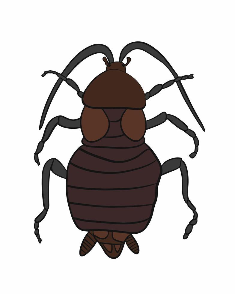 Illustration of a black cockroach on a white background. vector